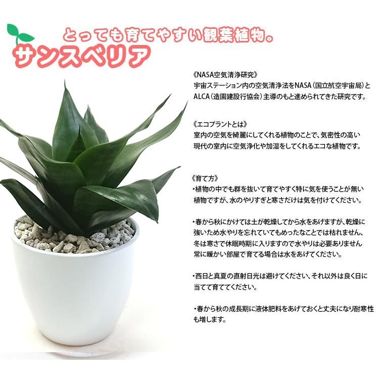 サンスベリア T ハニー 3号 ポット苗 空気浄化 観葉植物 グリーン