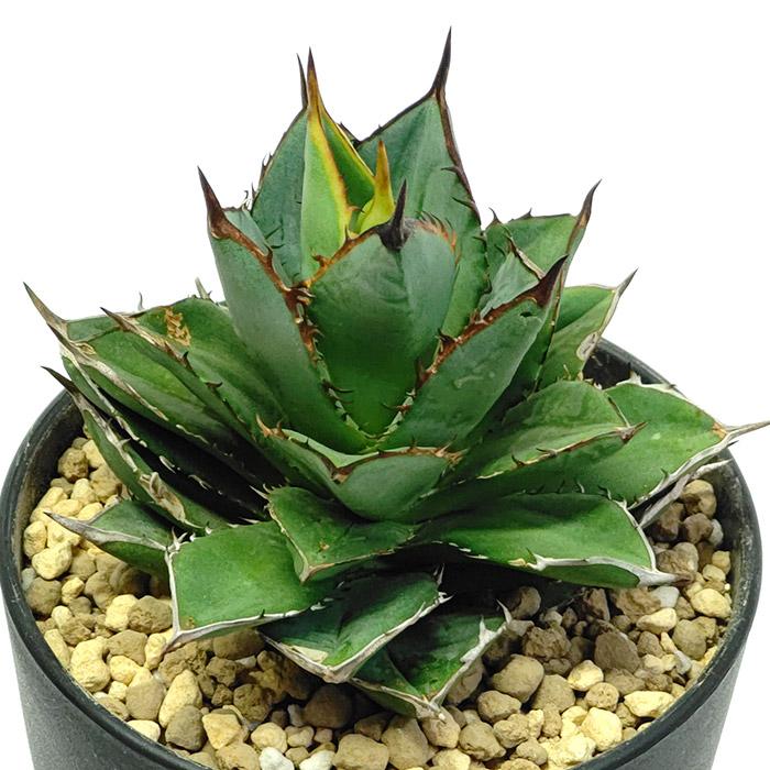 アガベ チタノタ アガベ チタノタ FO-76 