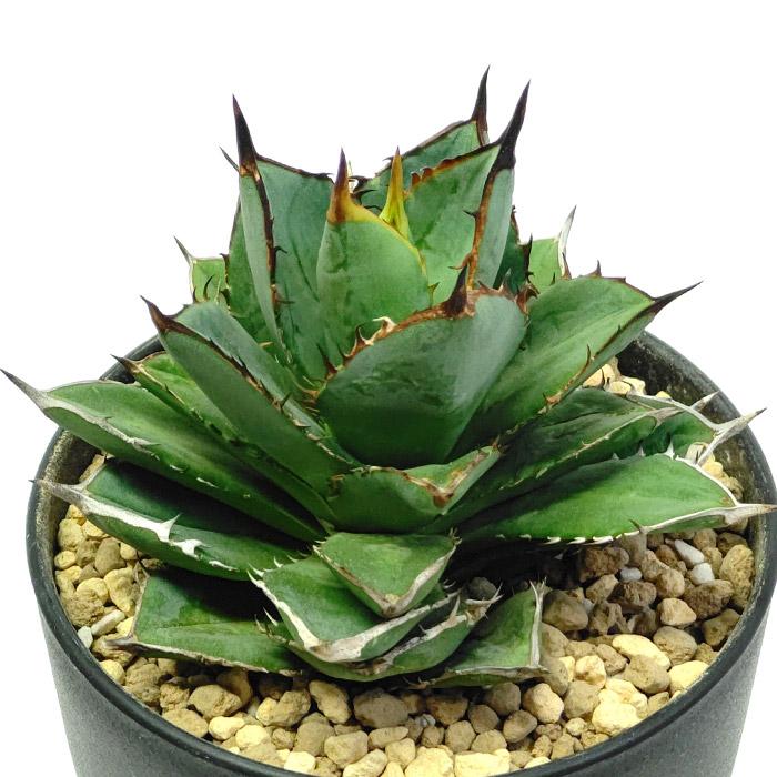 アガベ チタノタ 剣竜 剣龍 ケンリュウ リュウゼツラン科 3.5号