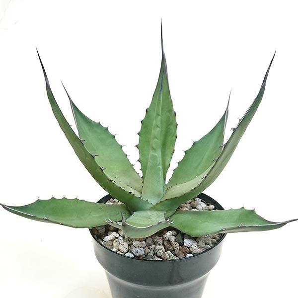 現品発送 アガベ サルミアーナ クラッシスピナ リュウゼツラン科 耐寒