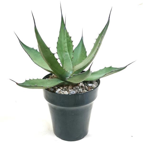 現品発送 アガベ サルミアーナ クラッシスピナ リュウゼツラン科 耐寒