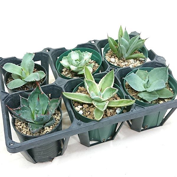 アガベ6種類セット