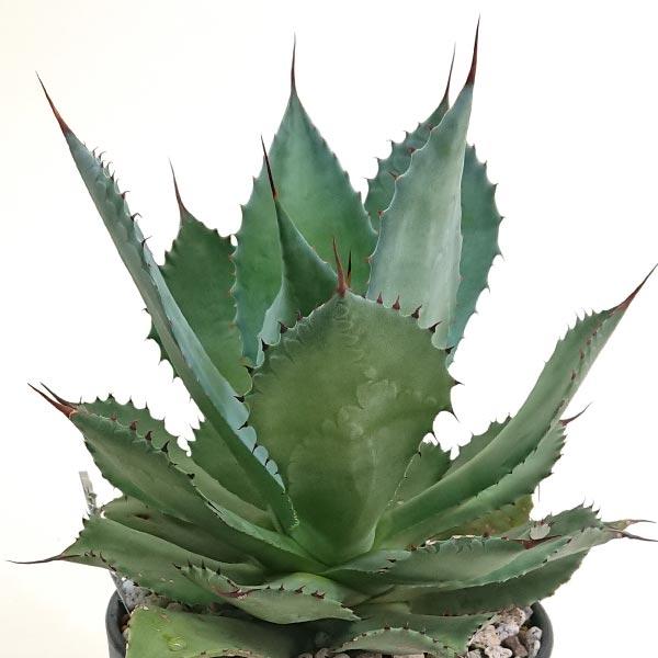 アガベ ポタトラム 吉祥冠 キッショウカン リュウゼツラン科 5号 鉢直径15cm プラ鉢 | 