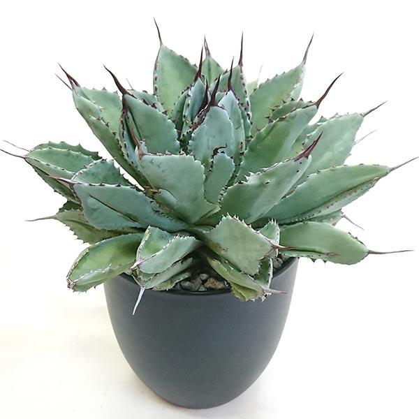 大株 アガベ ポタトラム キュービック 8号ロング鉢 【公式通販】