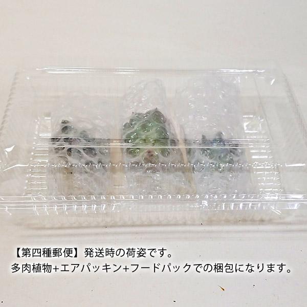 多肉植物 エケベリア属 アナロギア カット極小苗 7.5cmポットで撮影｜hana-coco｜03