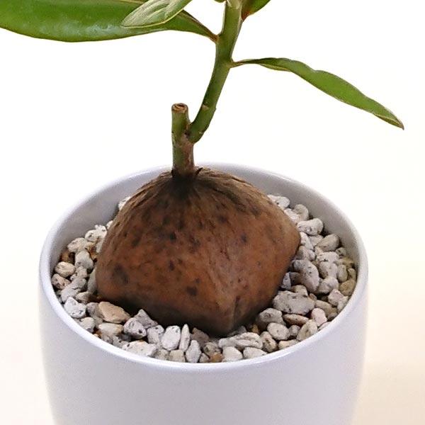 バーリングトニア Barringtonia コバンノアシ サガリバナ科 バーリングトニア属 4号陶器鉢 プラ鉢皿付 Bari0066 花と緑のはなここ 通販 Yahoo ショッピング