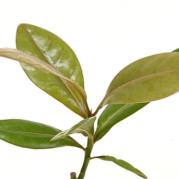 バーリングトニア Barringtonia コバンノアシ サガリバナ科 バーリングトニア属 4号陶器鉢 プラ鉢皿付 Bari0066 花と緑のはなここ 通販 Yahoo ショッピング