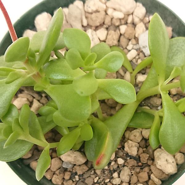 多肉植物 クラッスラ属 紅稚児 カット極小苗 : 花と緑のはなここ