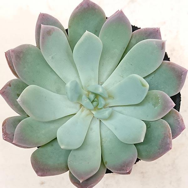No.362 ❁ブルーアップル❁抜き苗 多肉植物 寄せ植え No.362 ❁ブルーアップル❁抜き苗 多肉植物 寄せ植え