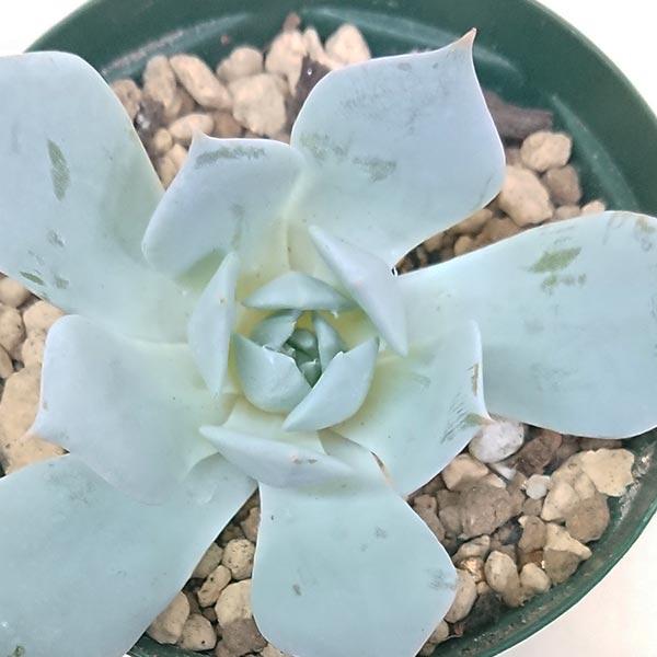 多肉植物　エケベリア　ブルーバード6苗セット 多肉植物 エケベリア ブルーバード6苗セット