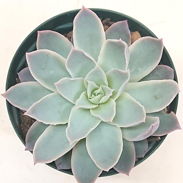 多肉植物 エケベリア ボイル カット極小苗 : 花と緑のはなここ - 通販
