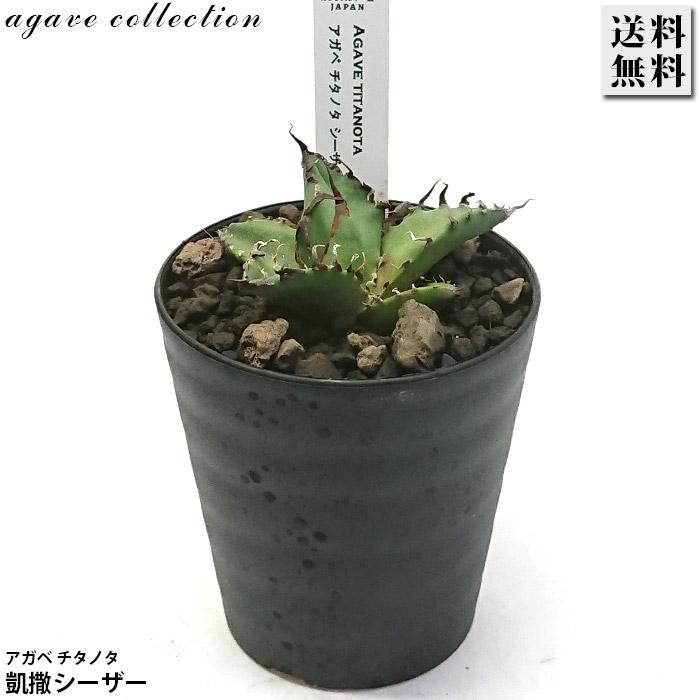 アガベ チタノタ シーザー 凱撒 3号 プラ鉢 多肉植物 観葉植物