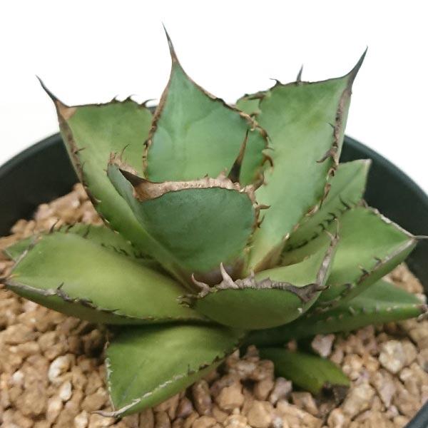 アガベ チタノタ 熊猫 パンダ リュウゼツラン科 4号 鉢直径約12cm プラ