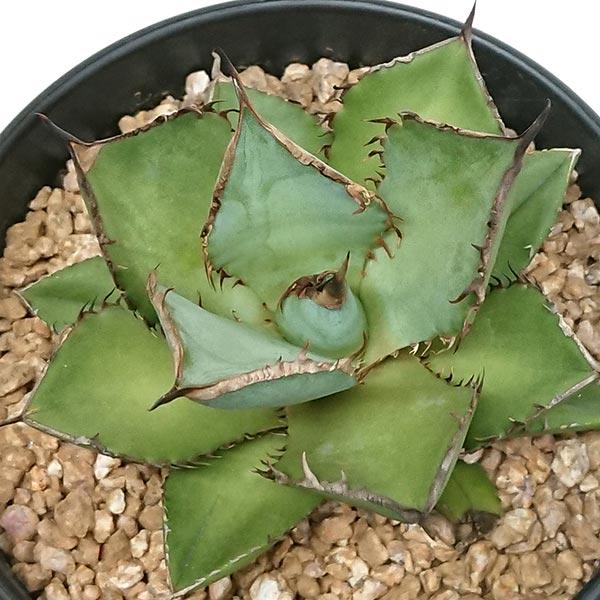 アガベ チタノタ 3株セット シーザー 紅猫(龍球会) 熊猫 発根済み