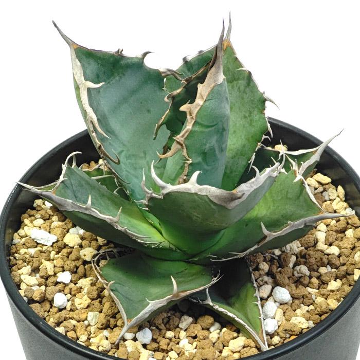 多肉植物 アガベ チタノタ 鰐亀 胴切子株 sddefault.jpg