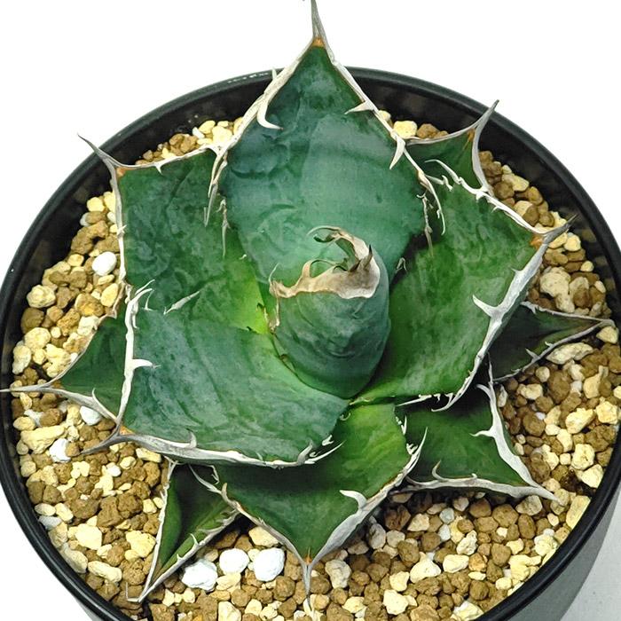 レア株 アガベ チタノタ 山の亀 山亀 中株 現品 楽天市場】アガベ チタノタ 山亀 山の亀 リュウゼツラン科 5号