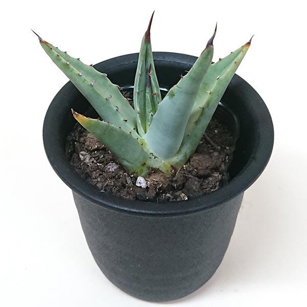 【現品】アガベ・デザーティ　アガベ・デザティ　10号　２あ番 アガベ・デザーティ｜Agave desertii | DESERT INC.
