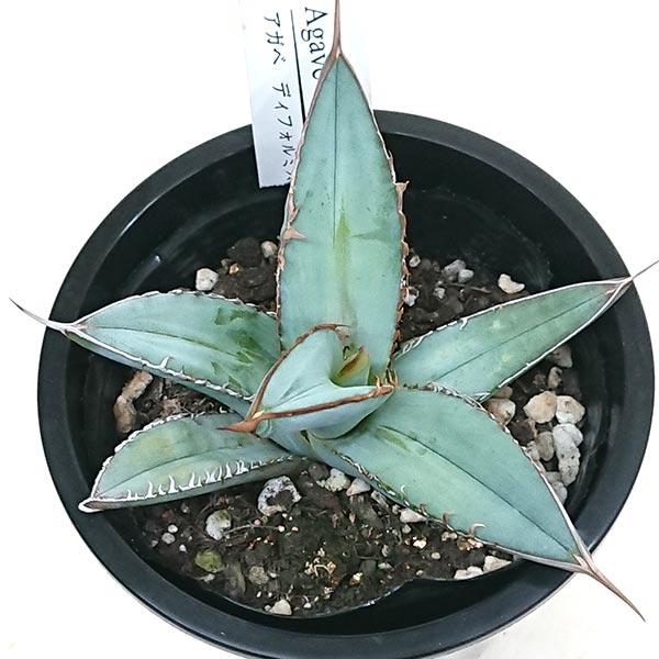 アガベ ディフォルミス 鉢寸法 3.5号 直径約10.5cm : 花と緑のはなここ