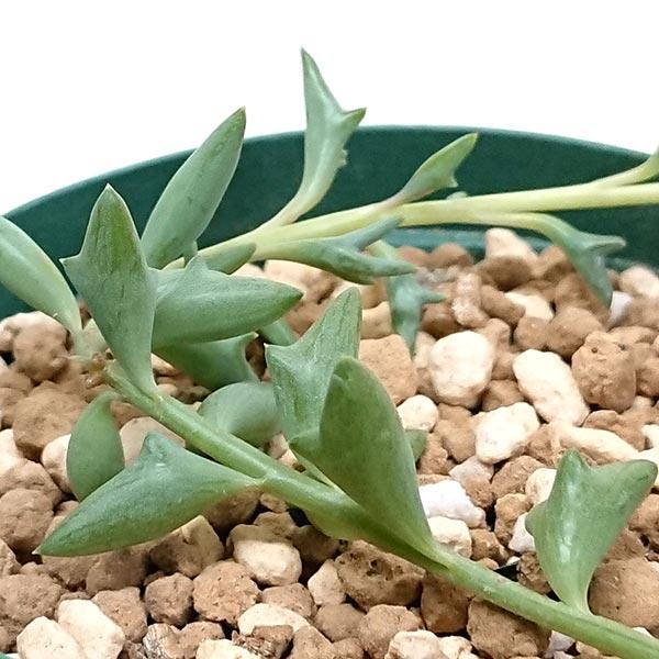 多肉植物　ドルフィンネックレス　カット苗 多肉植物 セネキオ属 ドルフィンネックレス カット極小苗 : 花と緑のは