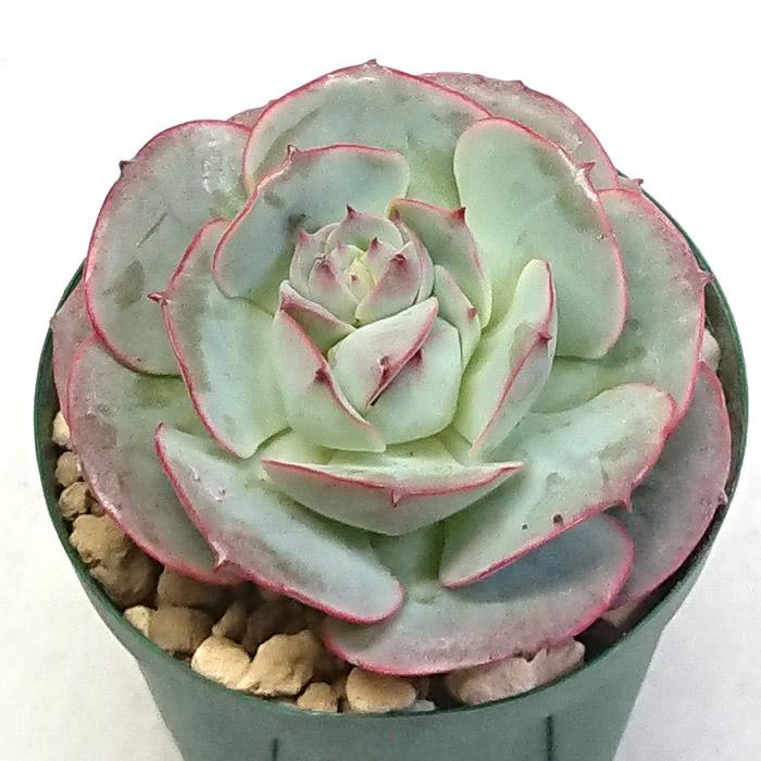 多肉植物 クロアチアローズ エケベリア カット苗 多肉 寄せ植え 鉢植え