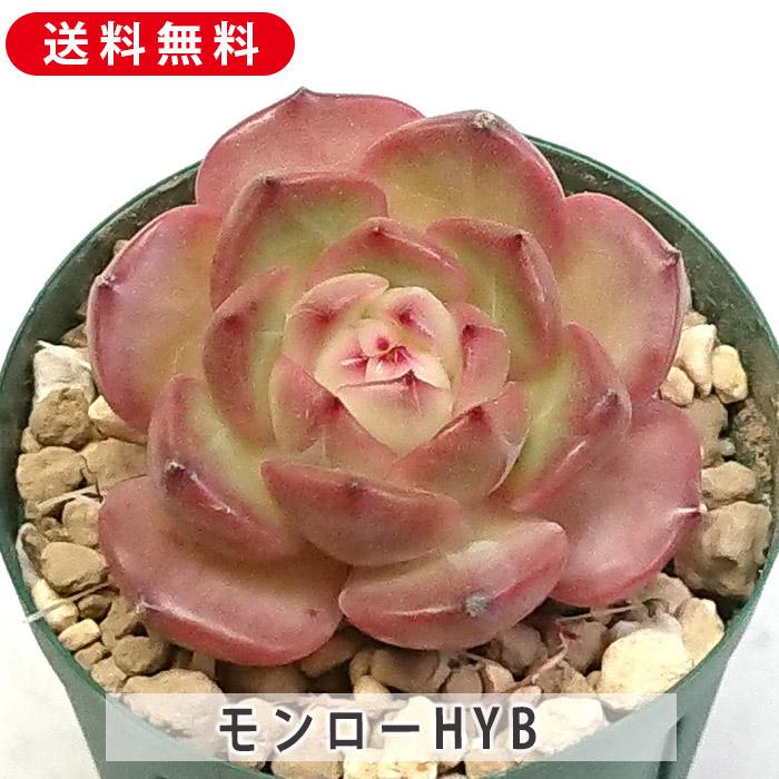 多肉植物 モンローHYB エケベリア カット苗 多肉 寄せ植え 鉢植え 