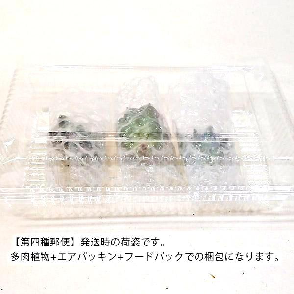 多肉植物 エケベリア属 ファンクイーン カット極小苗 7.5cmポットで撮影｜hana-coco｜03