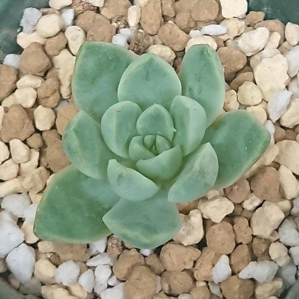 札付き ラウ030 × ケッセルリンギアナ エケベリ屋（つぶつぶ屋）さん苗