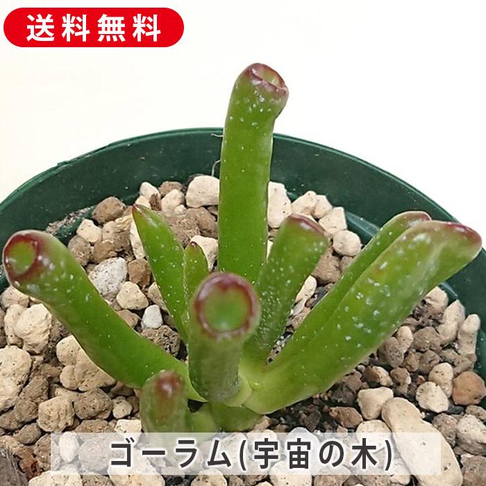 多肉植物 ゴーラム 木立 30cm以上 抜き苗 多肉植物 ゴーラム 木立 30cm以上 抜き苗