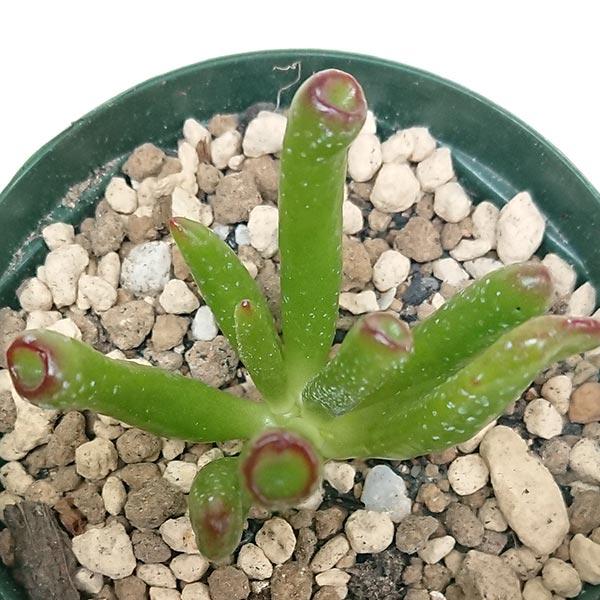多肉植物 ゴーラム 木立 30cm以上 抜き苗 多肉植物 ゴーラム 木立 30cm以上 抜き苗