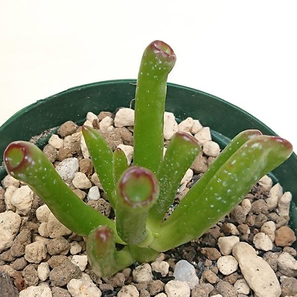 多肉植物 ゴーラム 木立 30cm以上 抜き苗 多肉植物 ゴーラム 木立 30cm以上 抜き苗