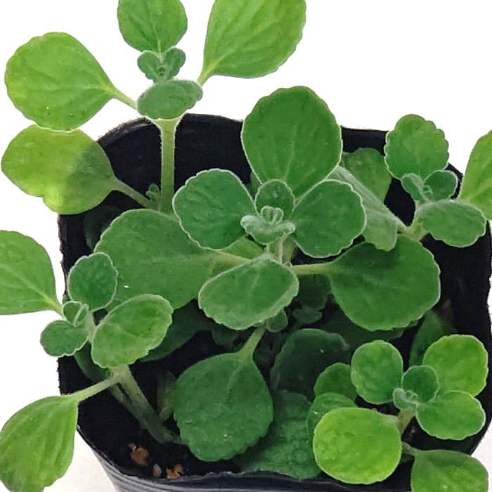 アロマティカス キュウバンオレガノ スープミント ハーブの苗 3号 9cm