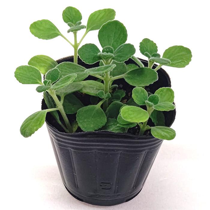 アロマティカス キュウバンオレガノ スープミント ハーブの苗 3号 9cm