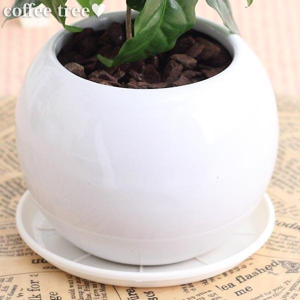 コーヒーの木 陶器鉢 鉢皿付 高さ約cm 30cm H2124 花と緑のはなここ 通販 Yahoo ショッピング
