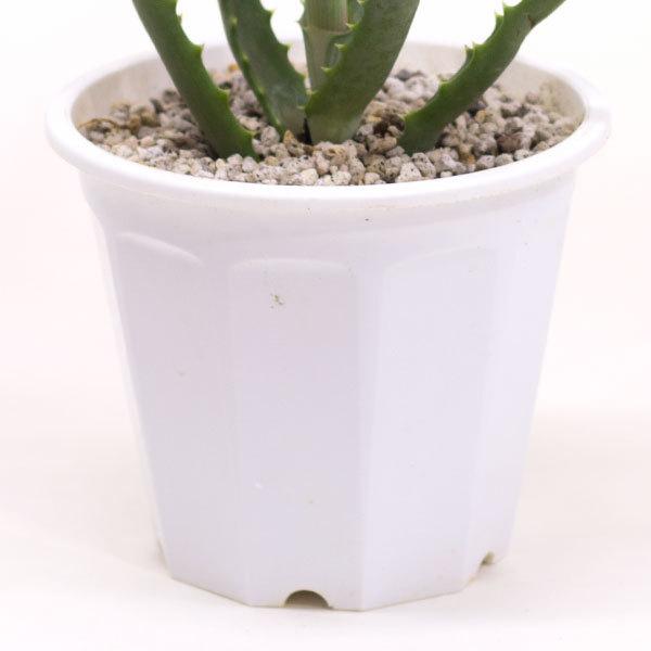 観葉植物 アロエ 5号 プラ鉢 食用 別名 医者いらず 多肉植物 : 花と緑