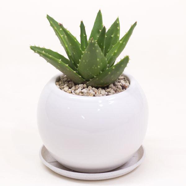 アロエ 不夜城 フヤジョウ 陶器鉢 鉢皿付 多肉植物 早い者勝ち