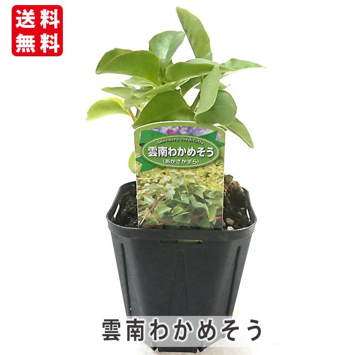 オカワカメ おかわかめ 雲南百薬 苗 3号ポット : 花と緑のはなここ 