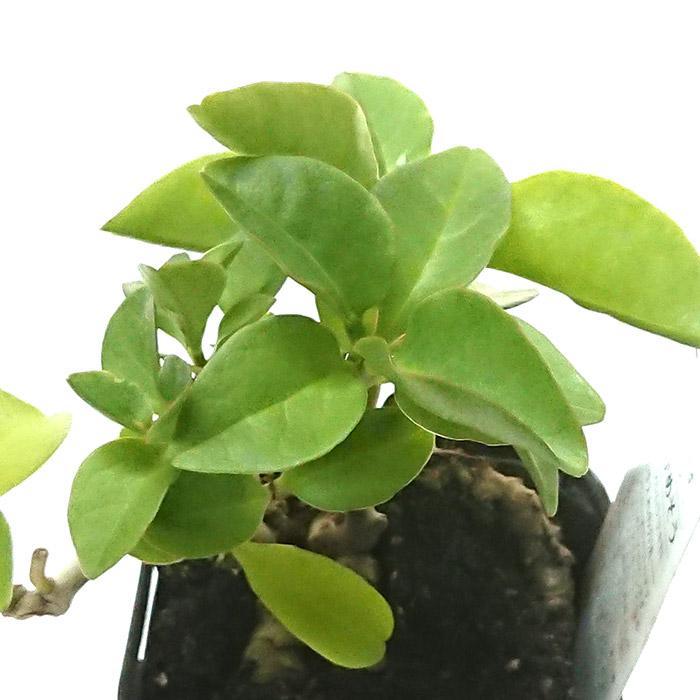 オカワカメ おかわかめ 雲南百薬 苗 3号ポット : 花と緑のはなここ