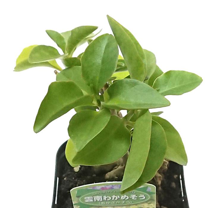 オカワカメ おかわかめ 雲南百薬 苗 3号ポット : 花と緑のはなここ