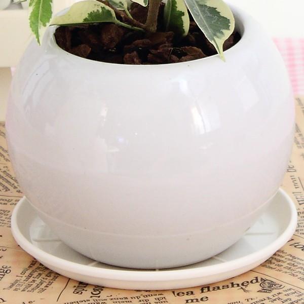 オリヅルラン 空気浄化観葉植物 生花 陶器鉢 プラ鉢皿付 : 花と