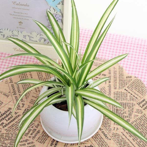 オリヅルラン 空気浄化観葉植物 生花 陶器鉢 プラ鉢皿付 : 花と