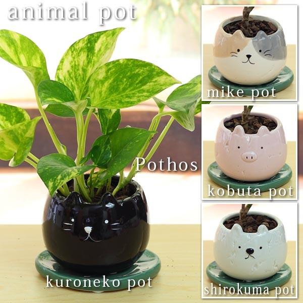 観葉植物 ポトス アニマル 動物 陶器鉢 プラ鉢皿付 高さ15cm-20cm 室内