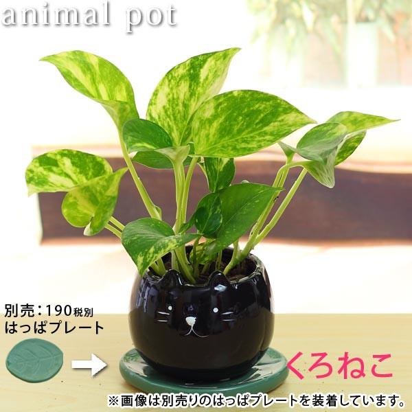 健康なポトス 植物 大鉢 黒 観葉植物 ポトス 8号 フォレストトール ブラック 付き | 観葉