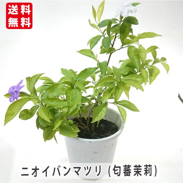 ニオイバンマツリ（匂蕃茉莉）大きな苗木 土から87cm 5月24日撮影【花蕾付】 ニオイバンマツリ (匂蕃茉莉) 5号 別名 アメリカジャスミン 苗木 花苗