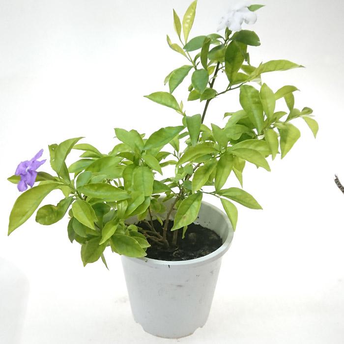 ニオイバンマツリ (匂蕃茉莉) 5号 別名 アメリカジャスミン 苗木 花苗
