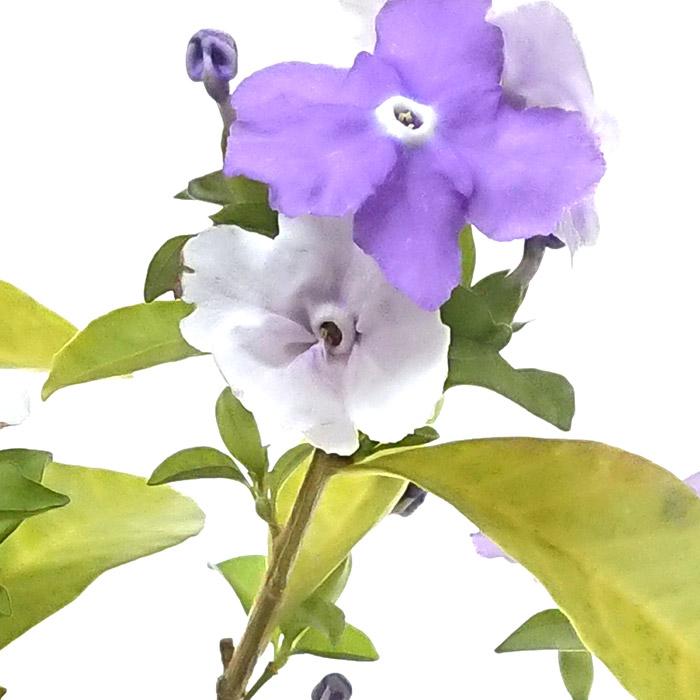 ニオイバンマツリ (匂蕃茉莉) 5号 別名 アメリカジャスミン 苗木 花苗