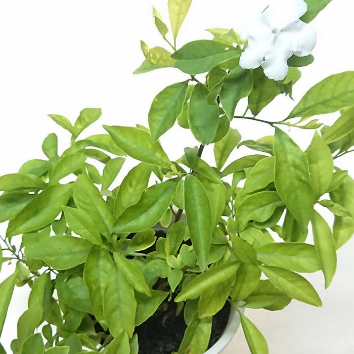 ニオイバンマツリ (匂蕃茉莉) 5号 別名 アメリカジャスミン 苗木 花苗