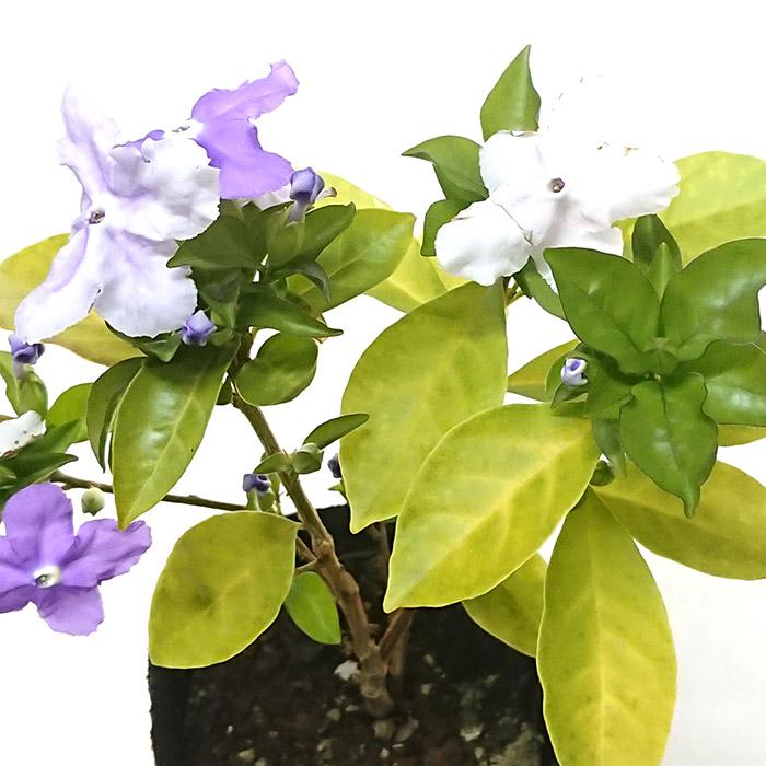 ニオイバンマツリ (匂蕃茉莉) 5号 別名 アメリカジャスミン 苗木 花苗