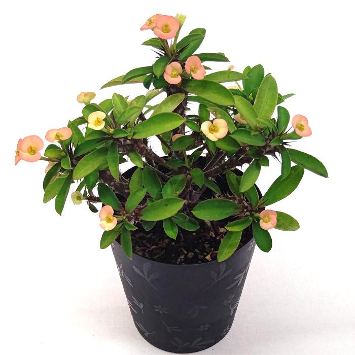 ユーフォルビア 花キリン ハナキリン 3.5号 10.5cm プラ鉢 花 多肉植物