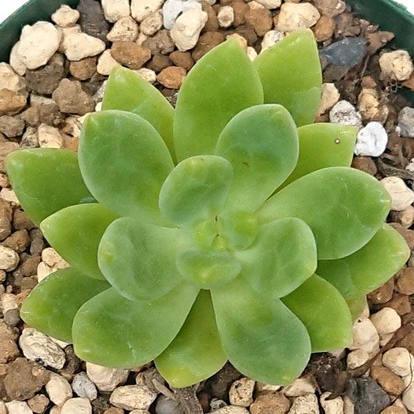 多肉植物 セダム属 春萌 はるもえ カット極小苗 : 花と緑のはなここ