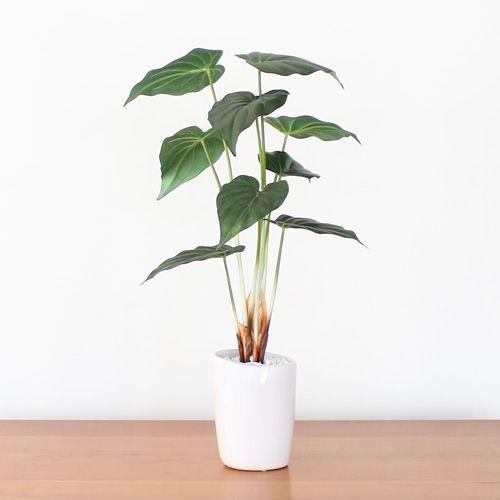 人工観葉植物 「アロカシア」 インテリア プレゼント 室内|hana-coco|02
